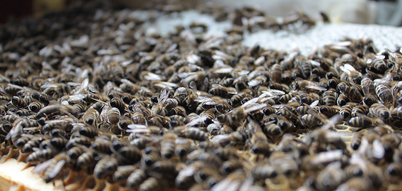 Waben voller Bienen