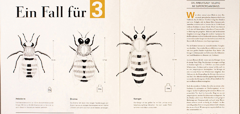 Verschiedene Bienenarten