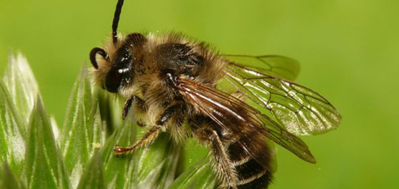 Blutweiderich Sägehornbiene