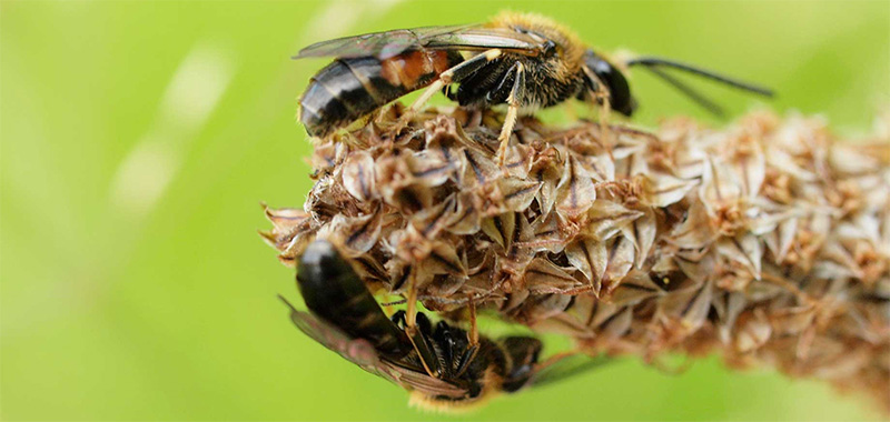 Zwei gemeine Furchenbienen