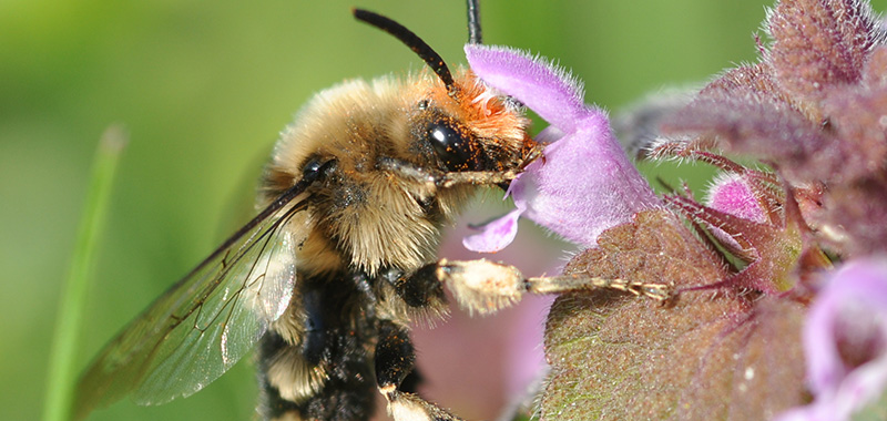 Gemeine Trauerbiene auf Blüte