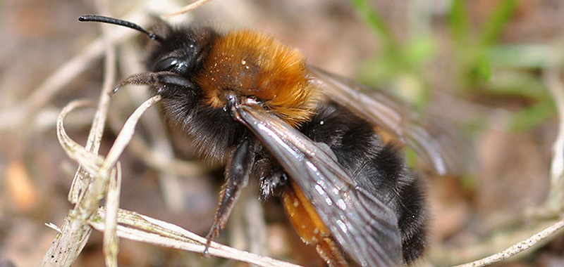 Weibchen einer Rotbeinigen Lockensandbiene