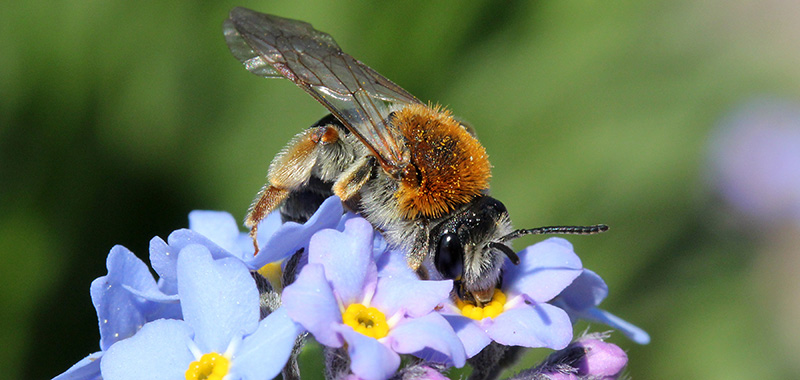 Sandbiene auf lila Blüte