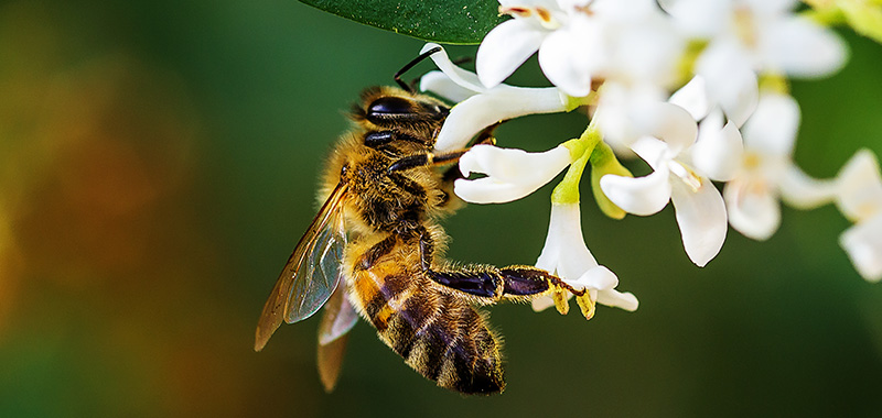 Biene auf weißer Blüte