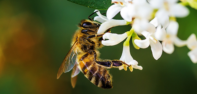 Biene auf weißer Blüte