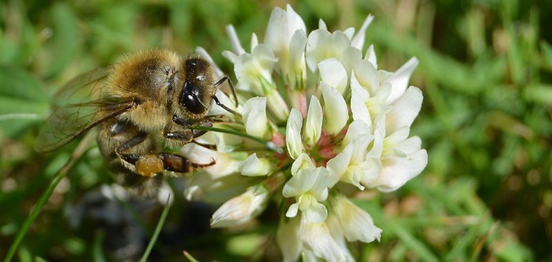 Biene auf einer Blüte