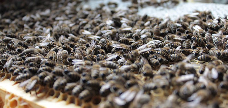 Viele Honigbienen auf einer Wabe