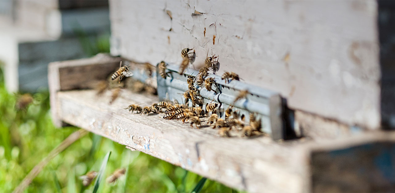 Bienen am Bienenstock