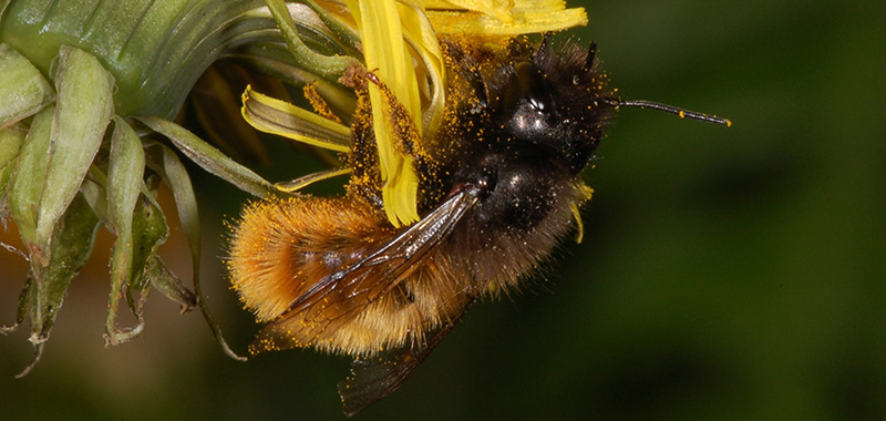 Gehörnte Mauerbiene auf einer Blüte