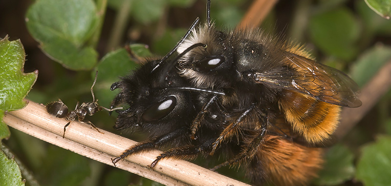 Zwei gehörnte Mauerbienen