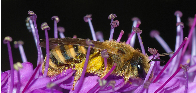Gelbbindige Furchenbiene auf einer Blüte