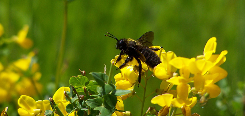 Große Holzbiene auf Blumenblüte