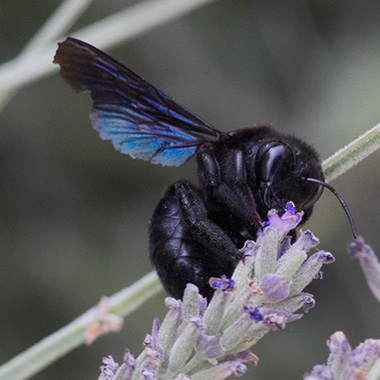 Große Holzbiene auf einem Lavendel