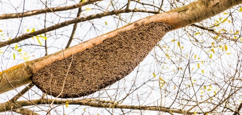 Großes Nest der Riesenhonigbiene am Baum 