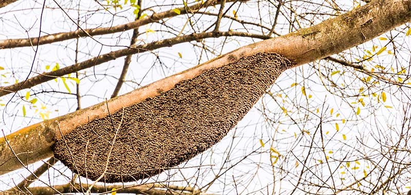 Großes Nest der Riesenhonigbiene am Baum 