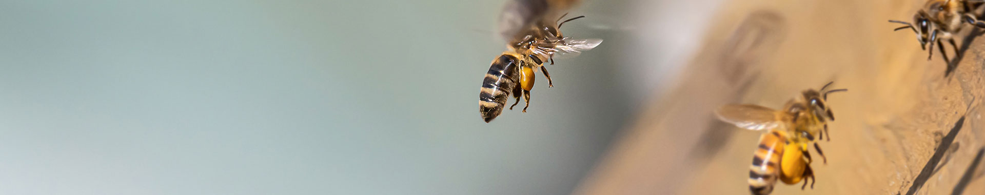 Bienen fliegen zu ihrem Stock