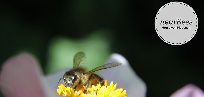 nearBees ist nomininert für Finale im Neumacher Gründerwettbewerb