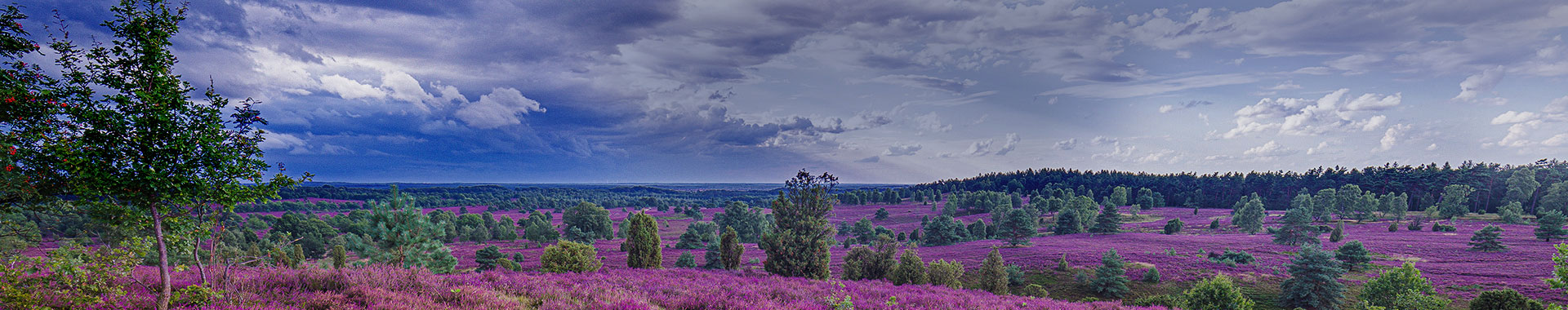 Eine Heidelandschaft in Niedersachsen