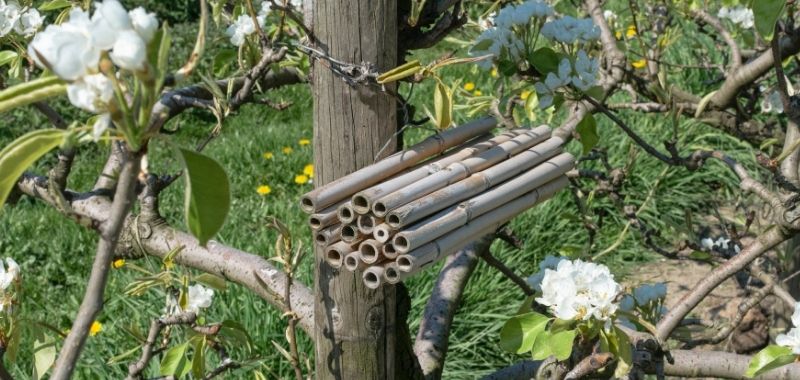 Nisthilfe aus Bambus