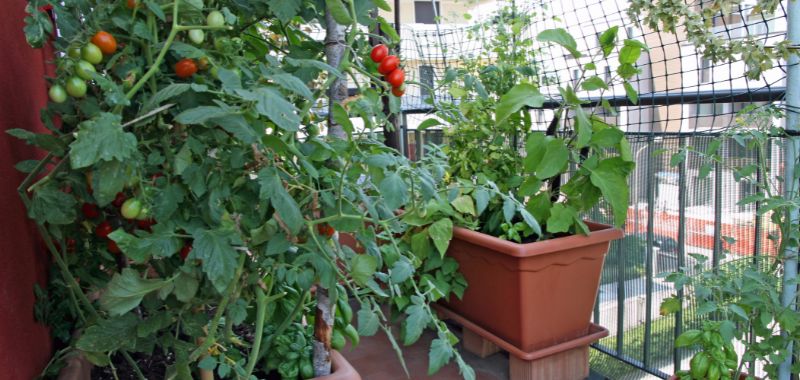 Tomatenpflanzen wachsen auf dem Balkon