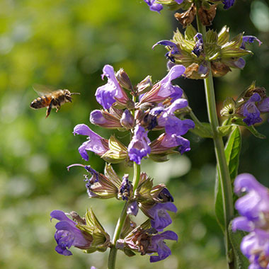 Biene an einer Blüte