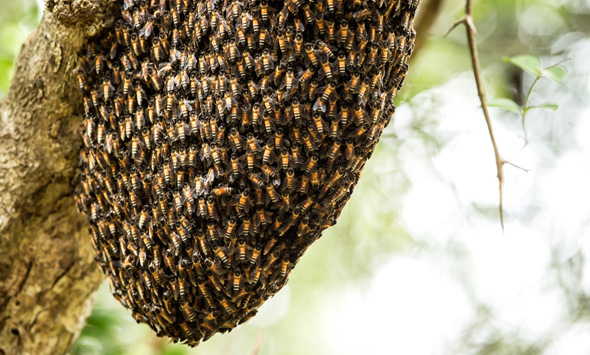 Ein Schwarm Östlicher Honigbienen an einem Ast