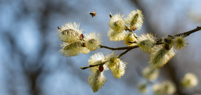 Honigbiene fliegt die Blüten einer Weide an