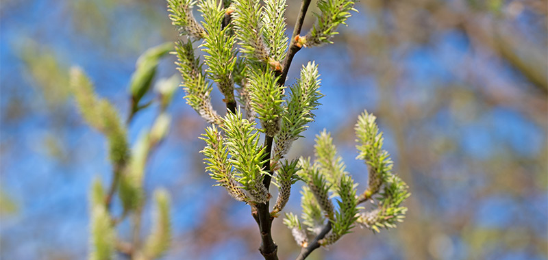 Honigbienen sammeln Pollen an den Palmkaetzchen