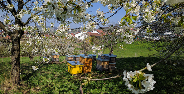Die Claim Bees Patenbienen in ihren Beuten 