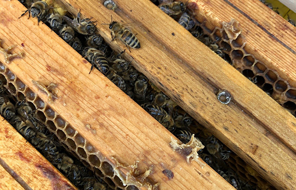 Blick auf die Rähmchen der GartenHaus Patenbienen