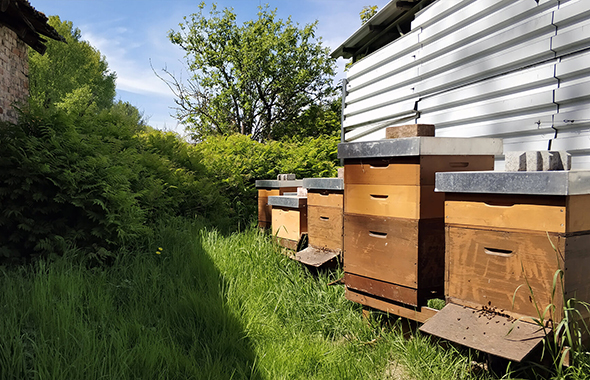 Bienenbeuten in einem Berliner Garten