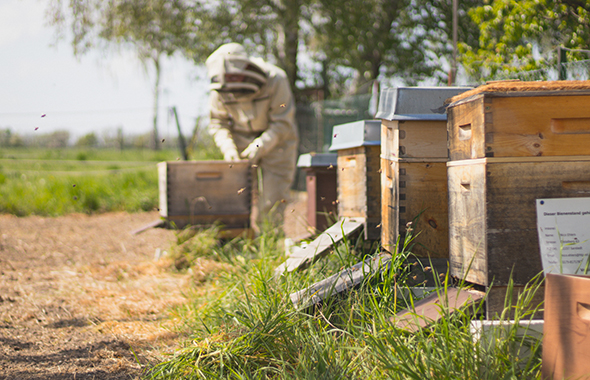 Bienenbeuten am Standort von Patenimker Jörg und Nico