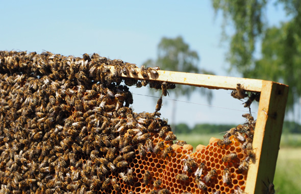 Imker Jörg bei der Arbeit an seinen Bienen