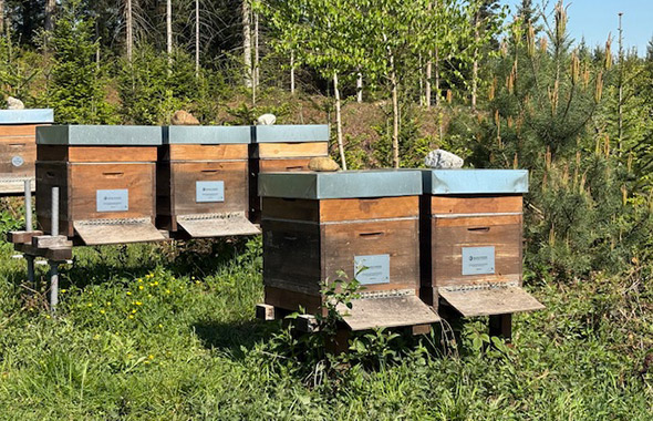 Die Patenvölker von Imker Stephan im Chiemgau