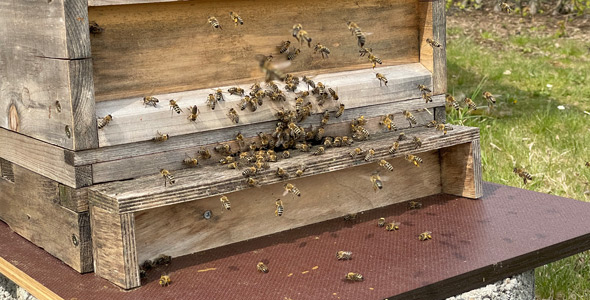 Patenbienen am Eingang ihrer Beute