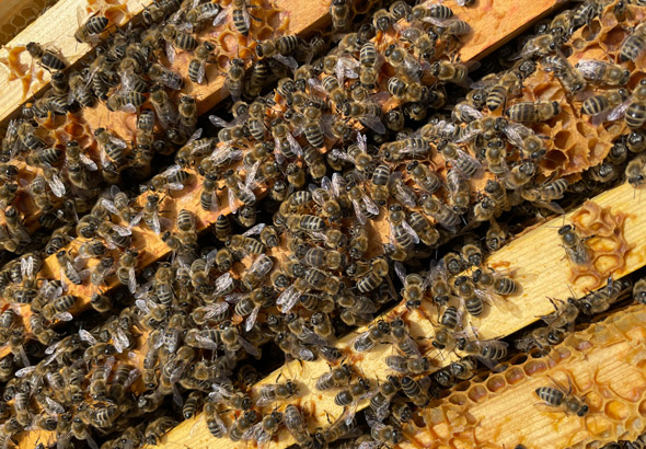 Die PBA Bienen auf Rähmchen