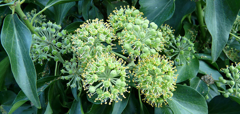 Pflanze im Garten