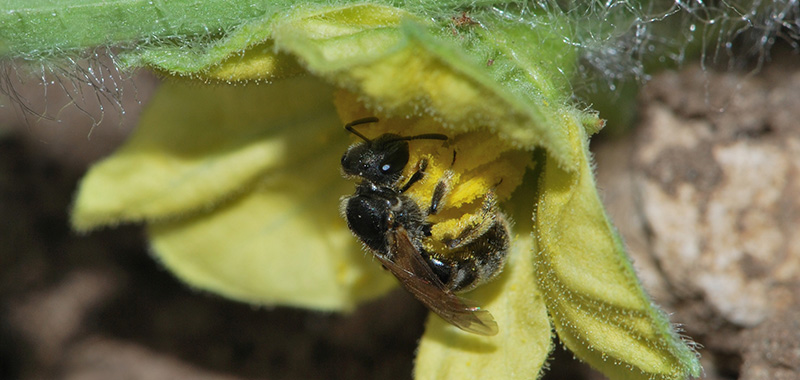 Pförtner-Schmalbienen-Weibchen