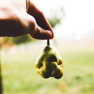 Apfel für den Cider von PICA PICA