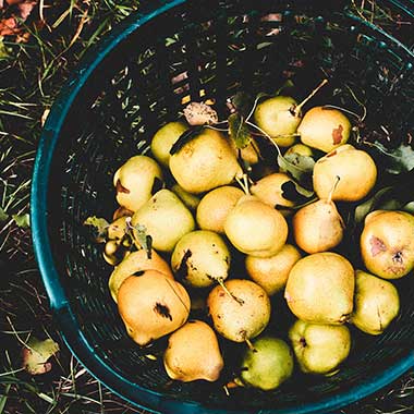 Birnen für den PICA PICA Cider