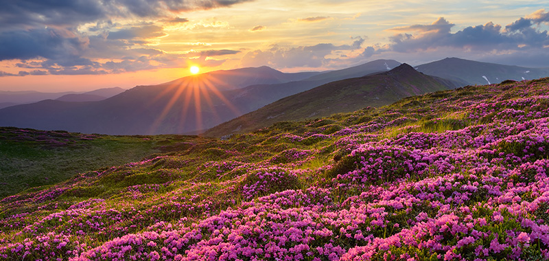 Rhododendren auf hoch gelegener Berglandschaft.