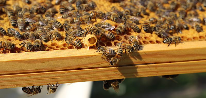 Rähmchen mit Bienen