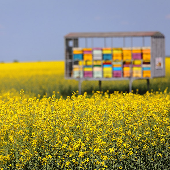 Bienenstöcke auf Rapsfeld