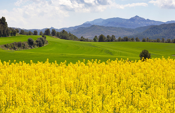 Rapsfeld in Bayern mit Bergen im Hintergrund