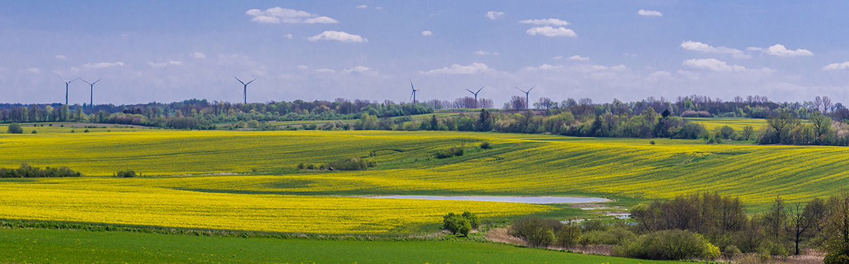 Rapsfeld in Mecklenburg-Vorpommern