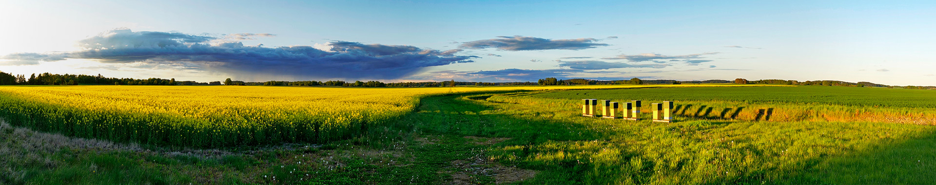 Blick über ein Rapsfeld mit Bienen