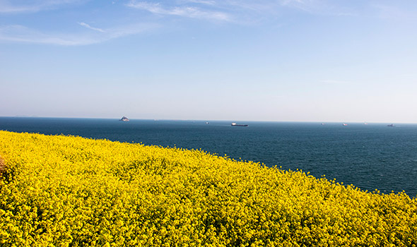 Rapshonig von der Ostseeküste in Schleswig-Holstein