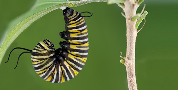 Raupe an einem Blatt