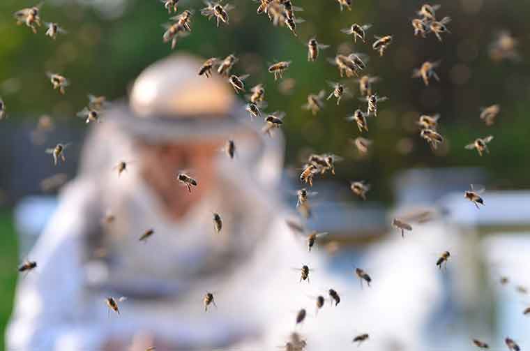 Regionale Bienen bei ihrem Imker