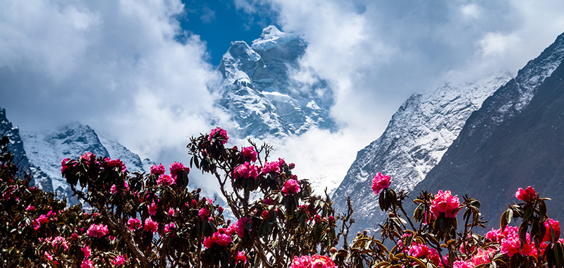 Rhododendronblüten mit schneebedeckten Bergen im Hintergrund.